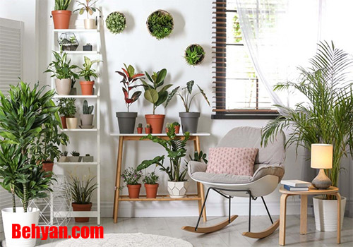 استفاده از گیاهان برای داشتن خانه ای مدرن