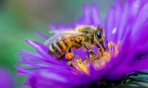 اسکلت شگفت‌انگیز زنبور/ آیا زانو هم دارد؟