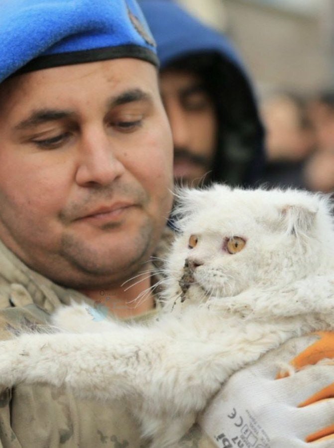 عکس |  نجات معجزه‌آسا یک گربه از زیر آوار زلزله ترکیه