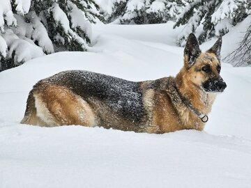 20230223-snow-dog-01.webp