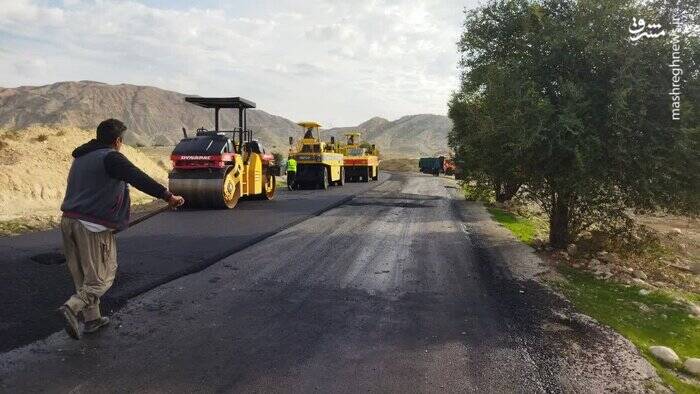 نابودی ۶هزار درخت بلوط برای ۸کیلومتر جاده +عکس